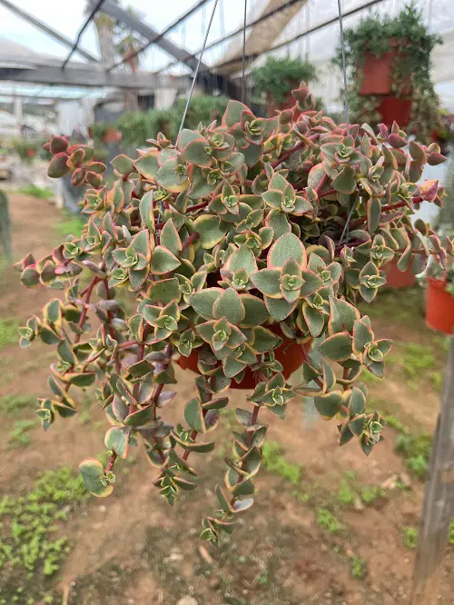 outdoor plants in Hanging Baskets 4