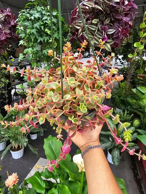 outdoor plants in Hanging Baskets 4