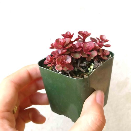 best Roseum succulents that are the most beautiful to grow 
