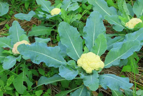 Flowers that are Vegetables 