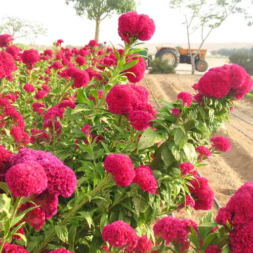 Celosia Varieties  in garden