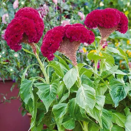 best Celosia Varieties 