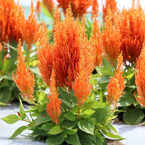 beautiful Types of Celosia 