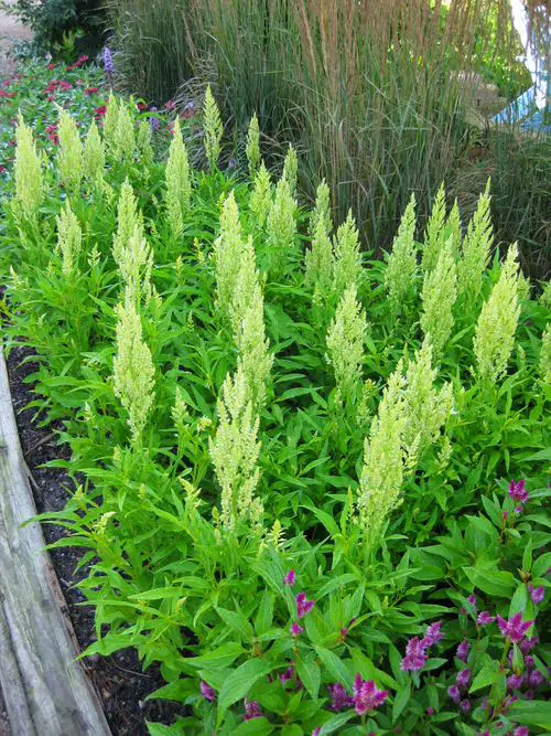 best Types of Celosia 