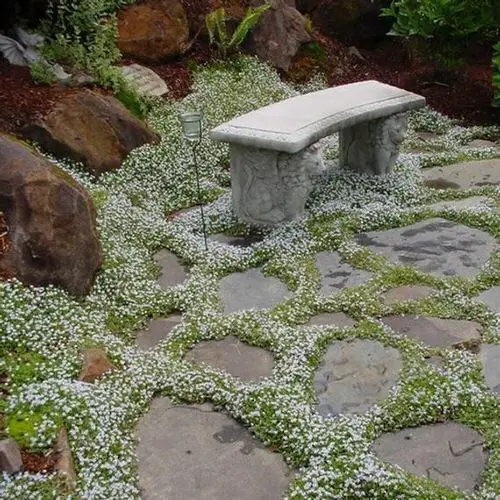 beautiful Gorgeous Plants for Garden Cracks