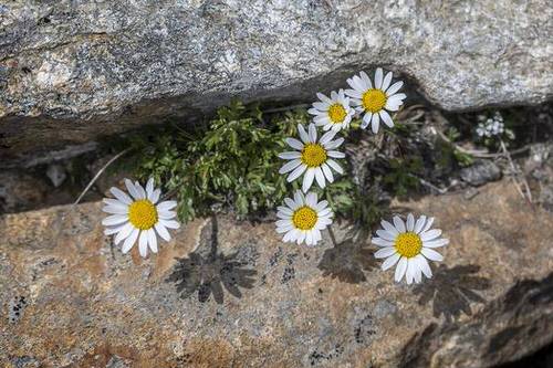 Plants to Grow in the Vessels and Cracks of Your Garden 