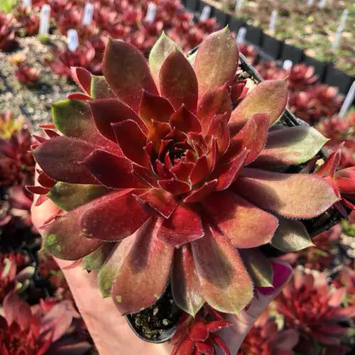 Sempervivum Hens and Chicks Varieties