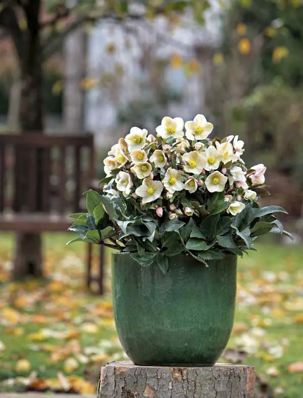 List of Best Hellebores Varieties