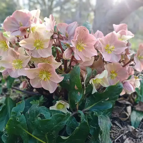 lovely Best Varieties of Hellebore