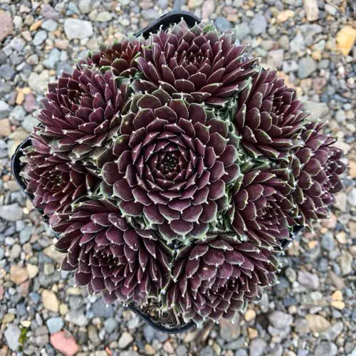 Types of Sempervivum Hens and Chicks