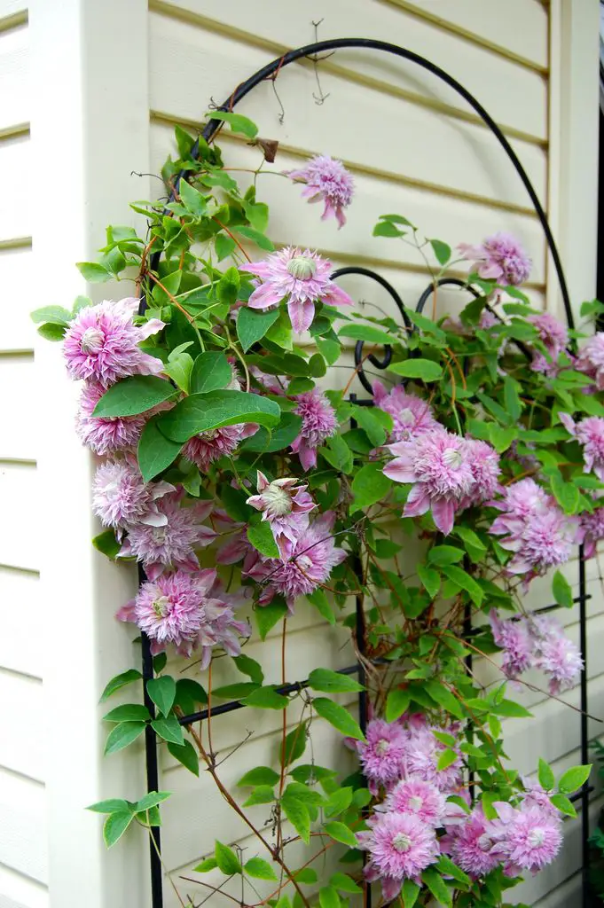 top Small Flowering Vines for Trellises