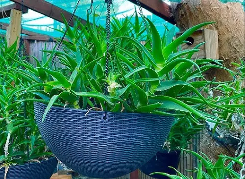 Trailing Succulents For Hanging Baskets 1