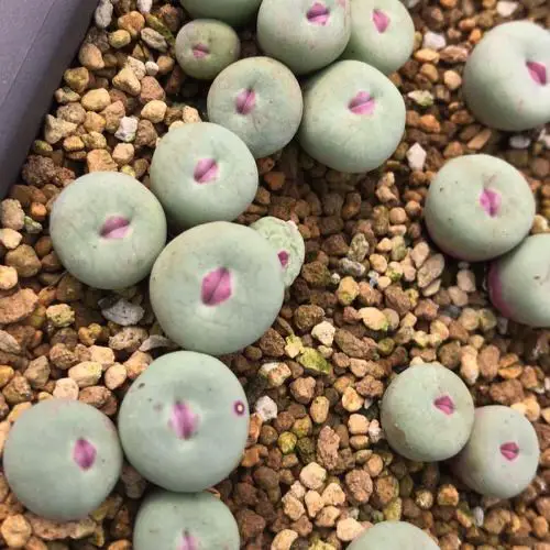 Requirements for Growing Conophytum pageae