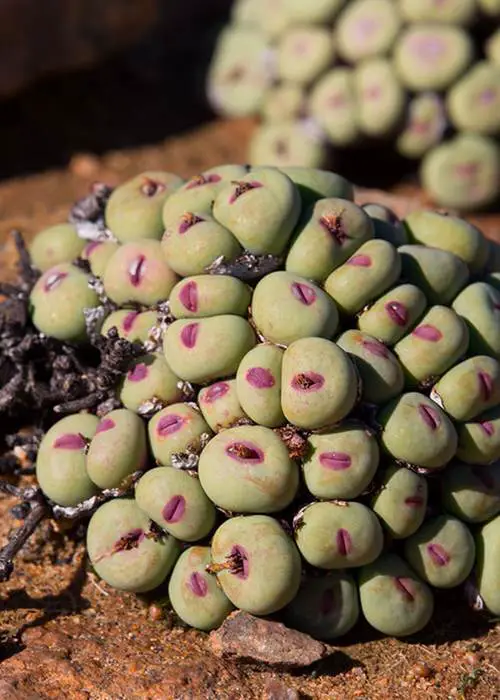 Conophytum Pageae Care