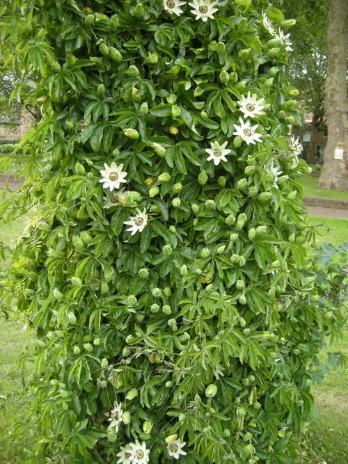 Best Passion flower Varieties