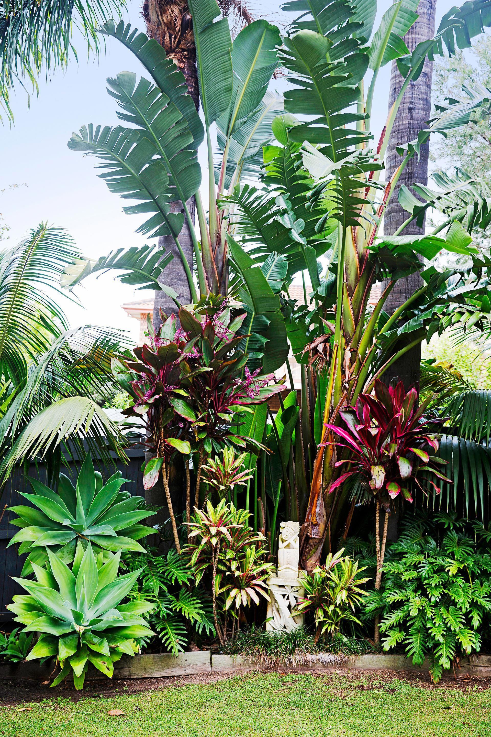 With Tropical Plants in the Yard