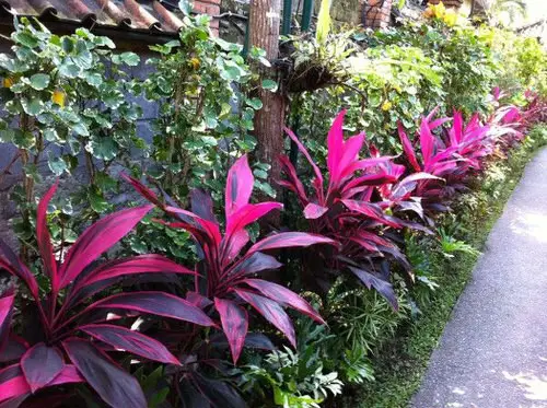 Cordylines Lining the Privacy Screen in the Yard