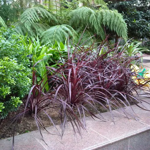 Landscaping with Cordyline Raised Bed Landscaping with Cordylines and Other Plants