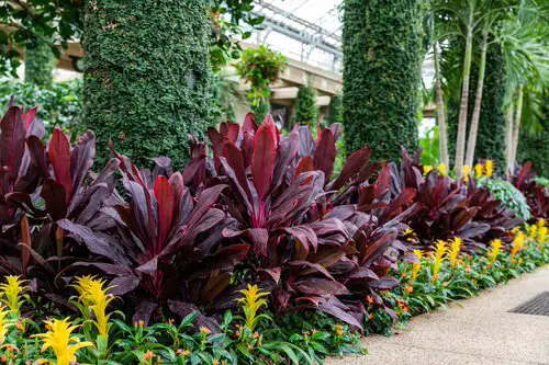 Pair Burgandy Foliage Ti Plants with Yellow Bromeliads