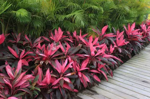 Grow the Cordyline along Yard Pavement for a Gorgeous Landscape