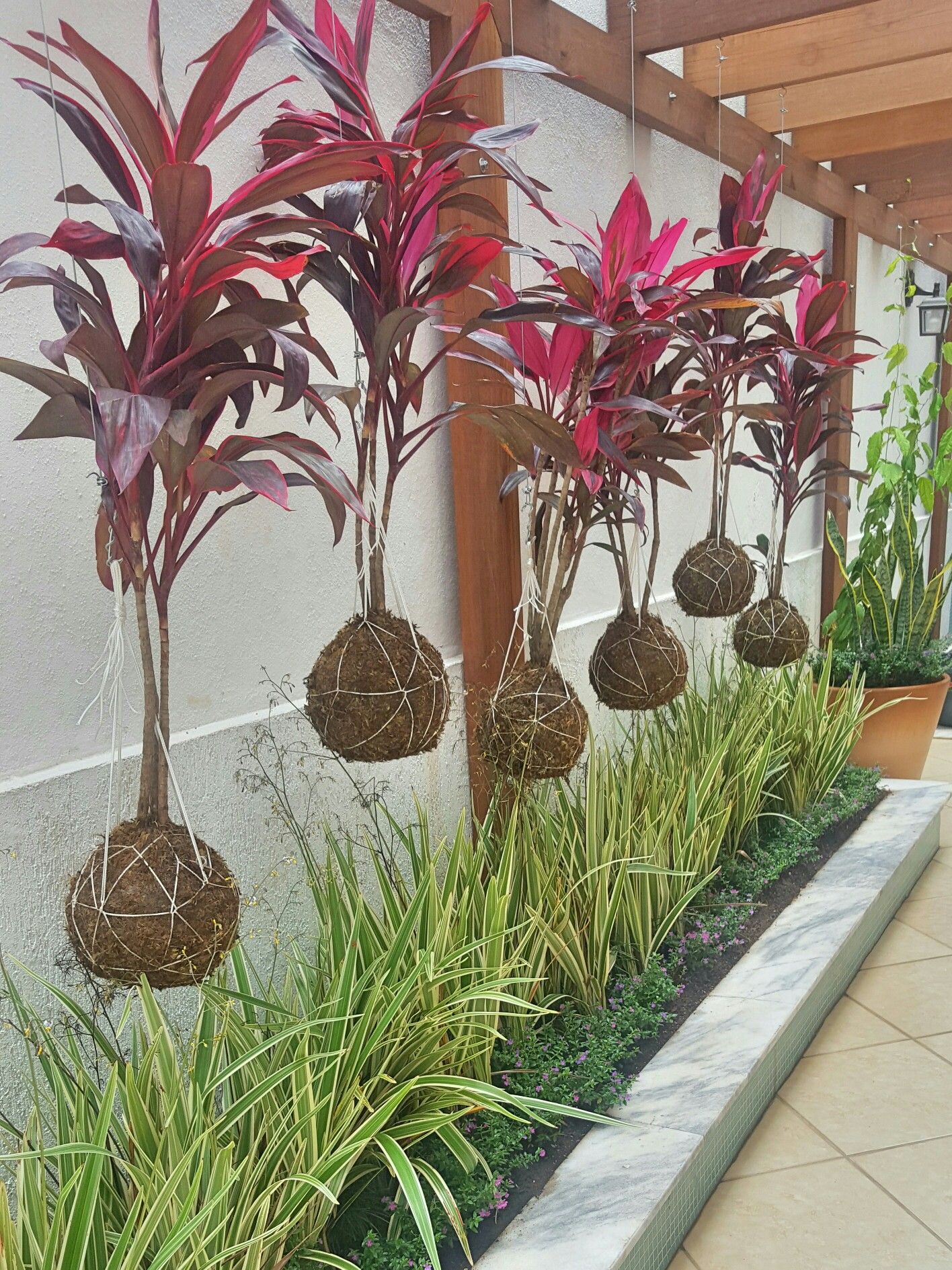 Hanging Kokedama Balls