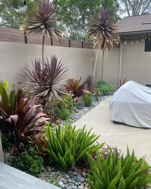 Landscaping with Cordyline Colorful Cordylines and Lush Ferns Lining the Backyard