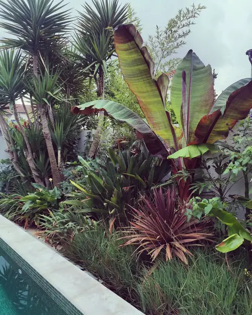 Add Urban Jungle Vibes with Cordyline and Tropical Plants