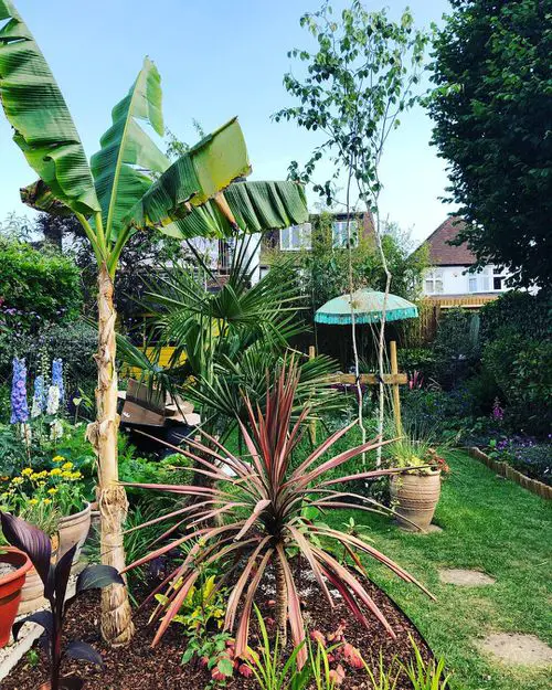 Vibrant Cordyline and a Tall Banana