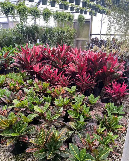 Eye-Catching Cordyline Bush with Crotons in the Yard