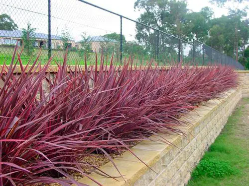 Add Depth to your Backyard with a Raised Cordyline Bed