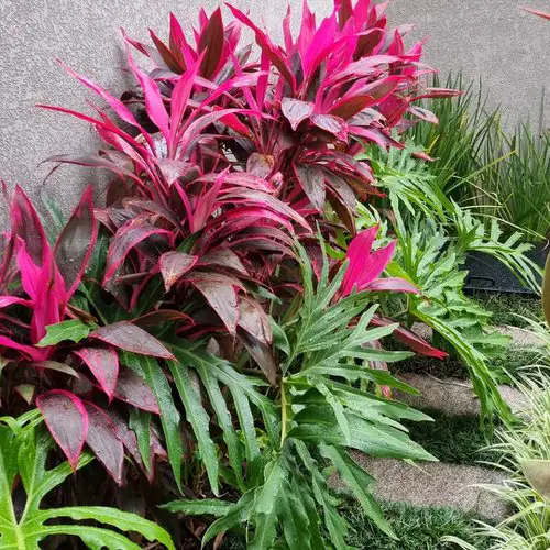 Vibrant Tropical Corner