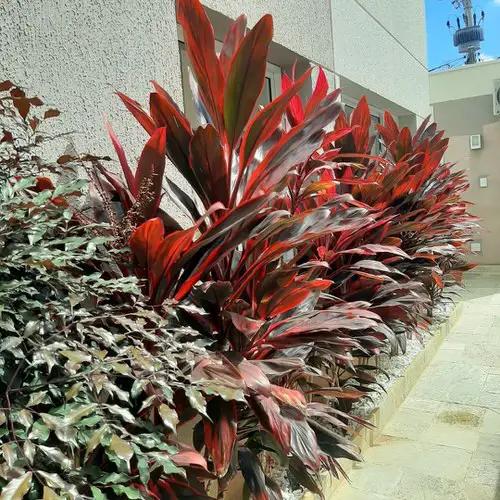Grow Tall Cordyline Privacy Screen Around Your House