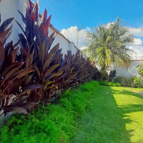 Landscaping with Cordyline Giant Ti Plants Stealing the Show!