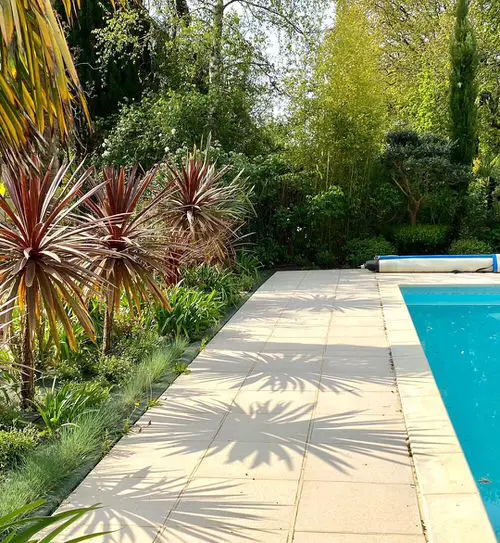 Grow Cordyline Red Sensation on the Poolside