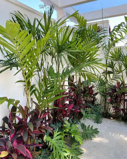 Landscaping with Cordyline Cordylines in a Tropical Paradise