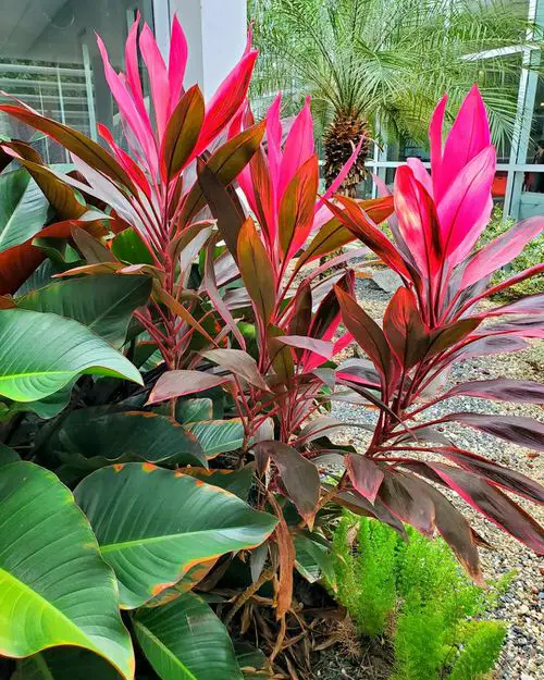 Add a Bold Color Pop with Cordyline Red Sister