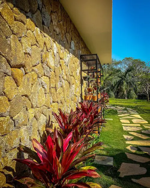Landscaping with Cordyline Grow Low-Lying Cordylines along the Rustic Stone Studded Walls