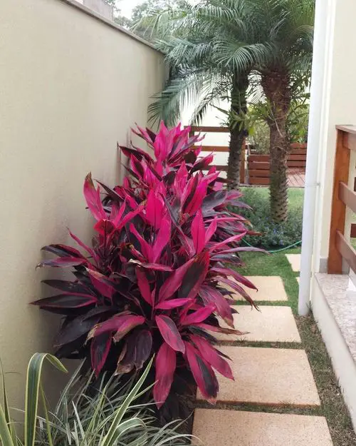 Border Your Garden Bed with Vibrant Cordyline