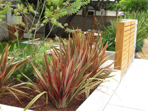Landscaping with Cordyline Cordyline Corner in the Backyard