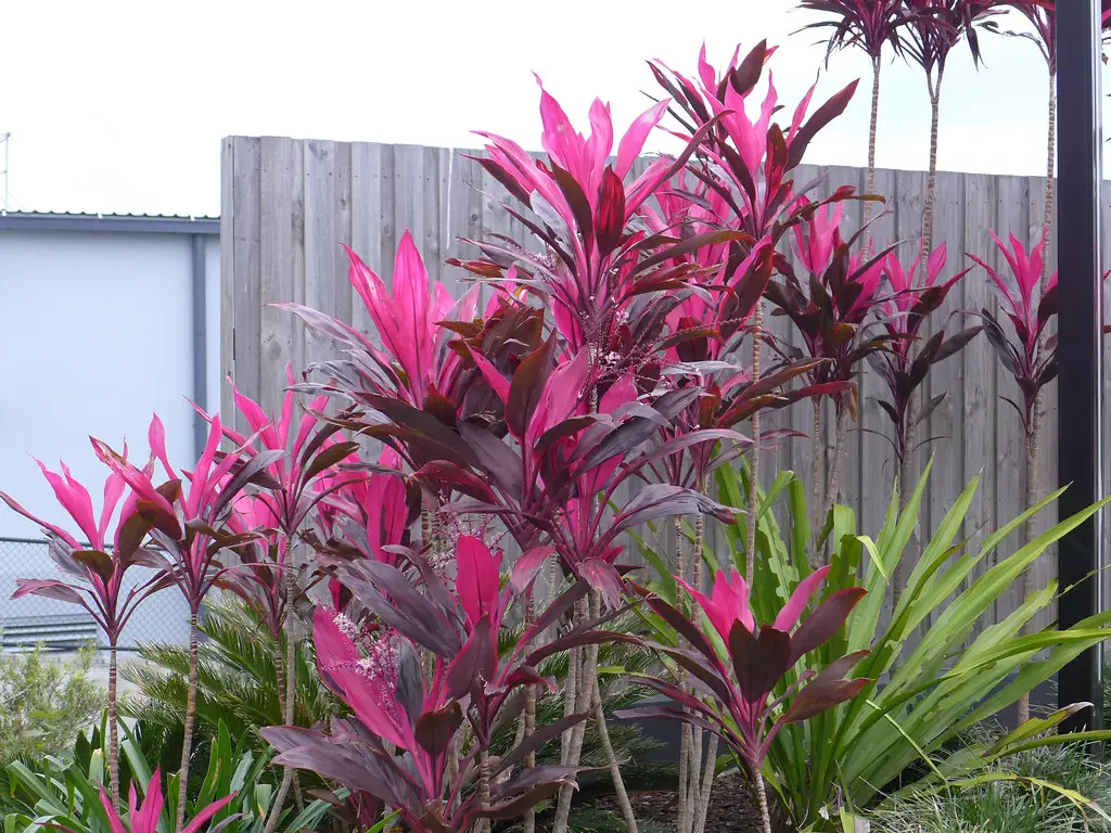 Landscaping with Cordyline A Group of Pretty Pinks!
