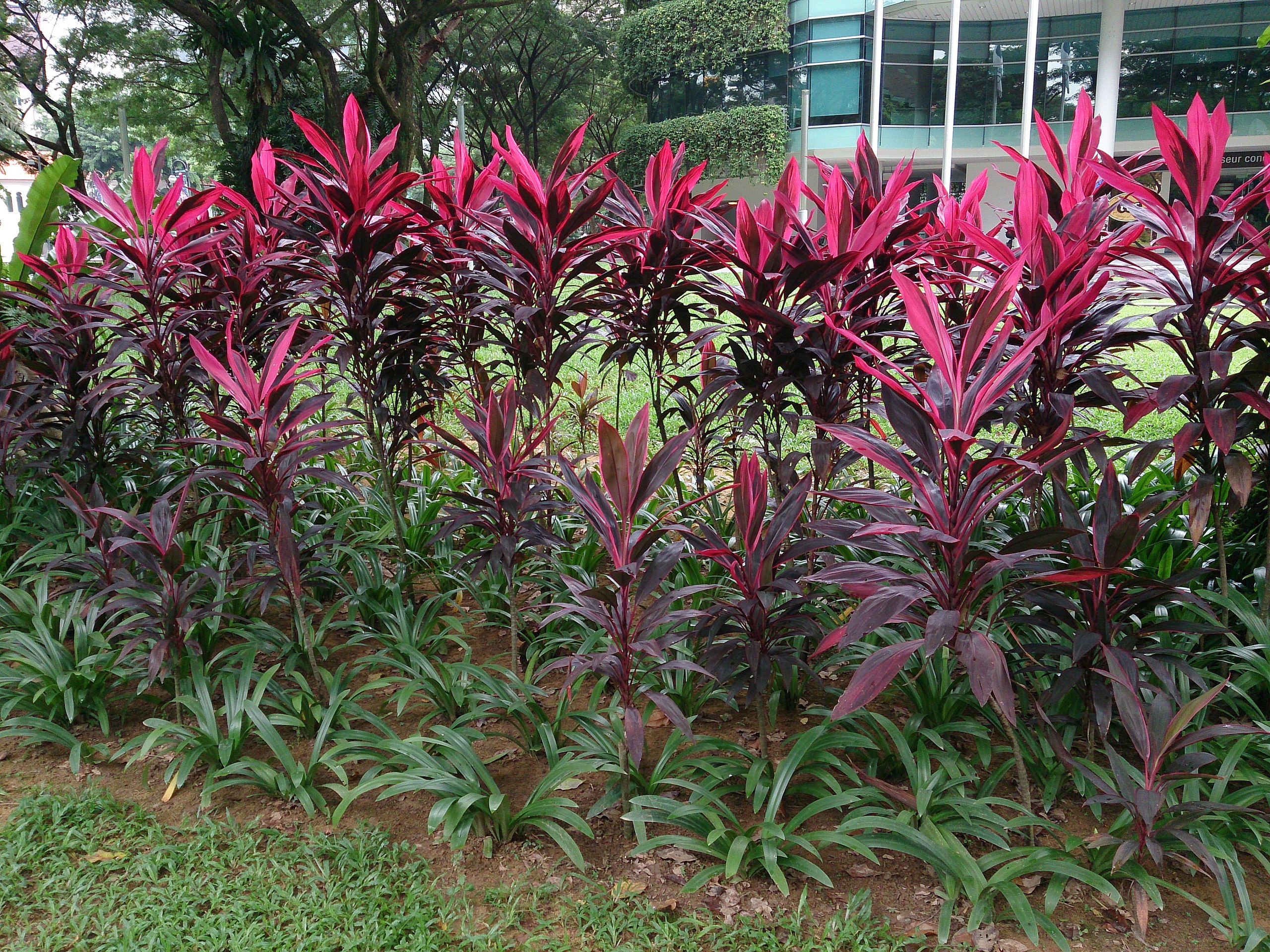 Standing Colourful and Tall