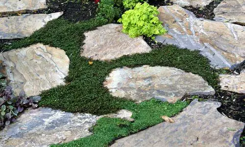 Beautiful Plants to Grow in the Vessels and Cracks of Your Garden