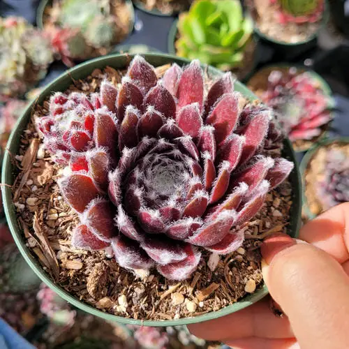 best Sempervivum Hens and Chicks Varieties