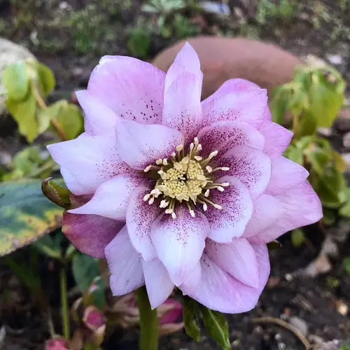 Best Types of Hellebore 