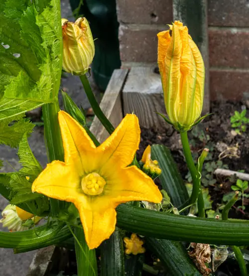 Flowers You Can Prepare
