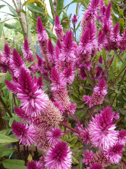 Types of Celosia in garden