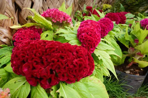 Stunning Types of Celosia You Can Grow