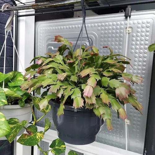 Houseplants for Hanging Baskets