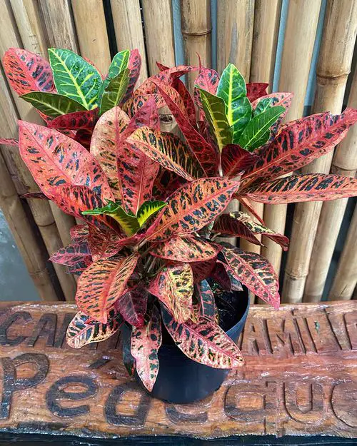 lovely Outdoor Indirect Sunlight Plants for Containers