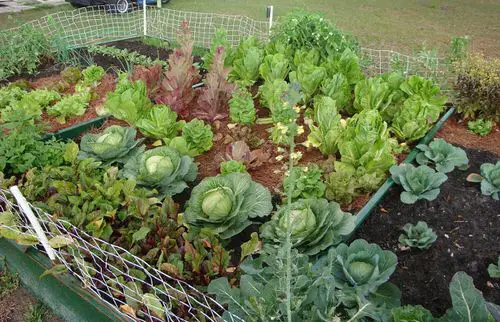 Most Common Vegetable Gardening Mistakes 